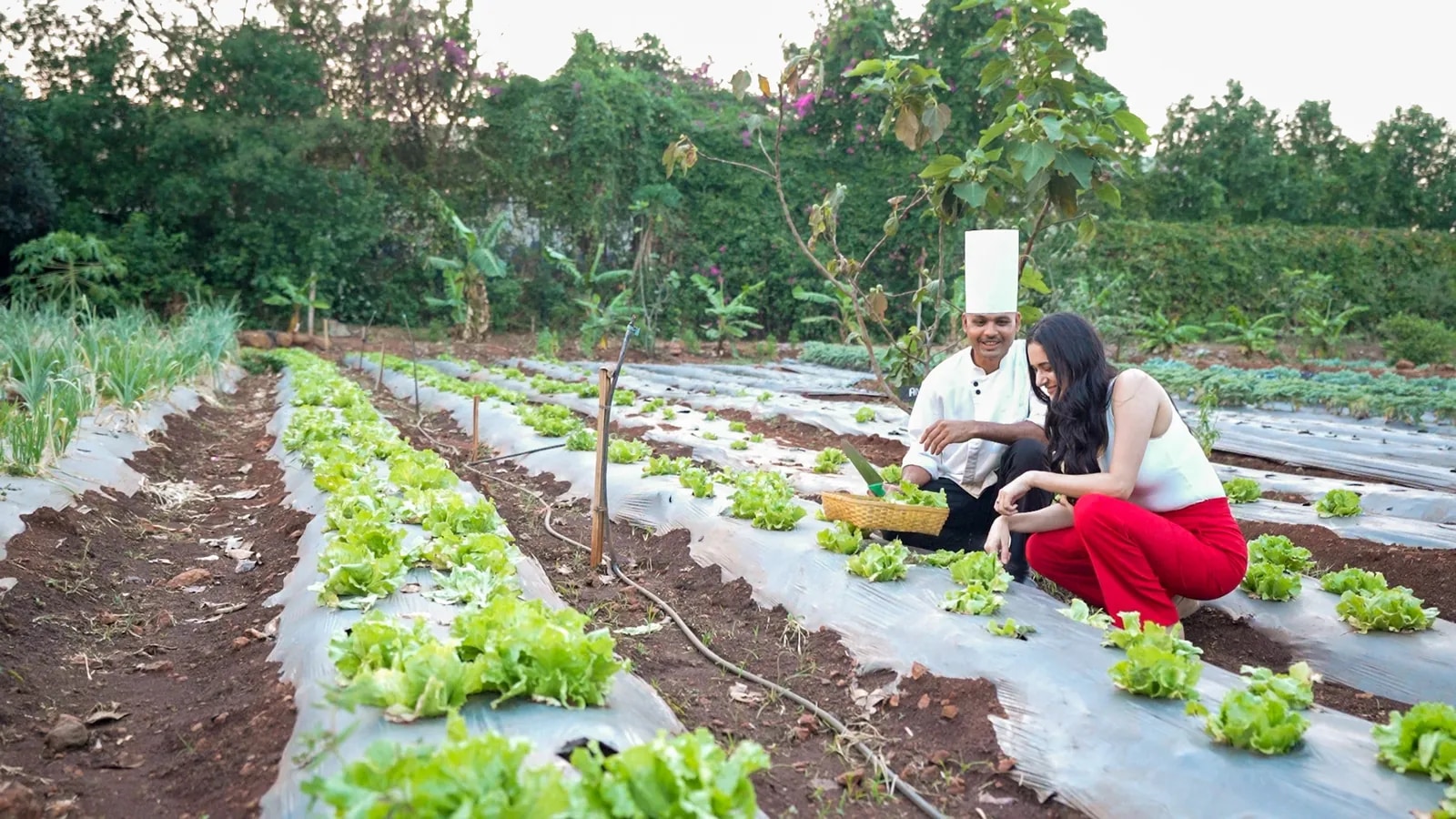 A chef and guest harvesting leafy produce at the organic farm